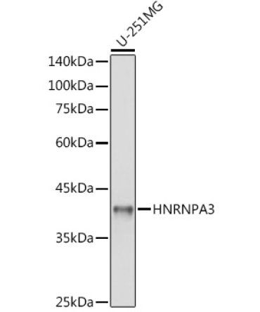 HNRNPA3 Rabbit Polyclonal Antibody