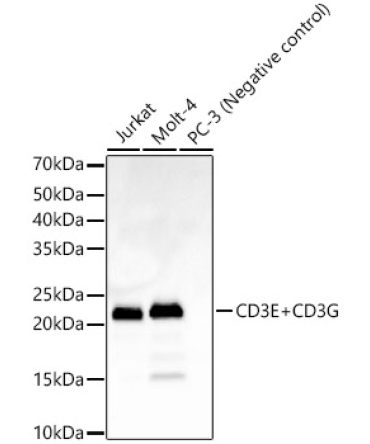 CD3E+CD3G Rabbit Monoclonal Antibody