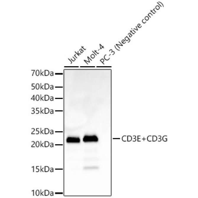 CD3E+CD3G Rabbit Monoclonal Antibody