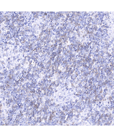 PD-1/CD279 Mouse Monoclonal Antibody