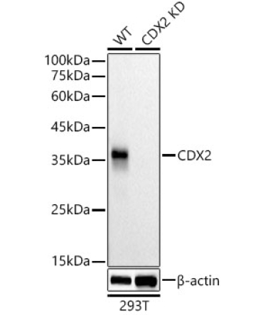 CDX2 Rabbit Monoclonal Antibody [KD Validated]