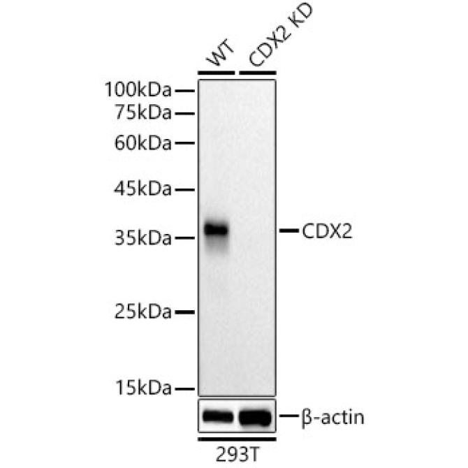 CDX2 Rabbit Monoclonal Antibody [KD Validated]
