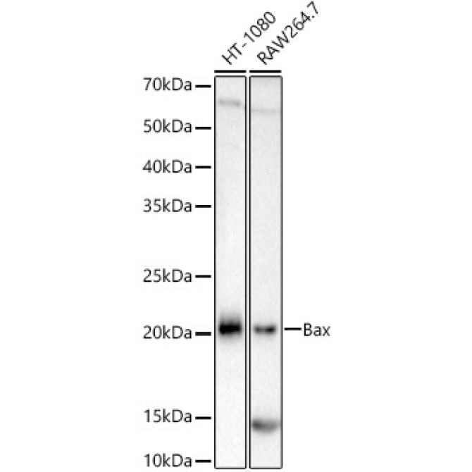 Bax Rabbit Monoclonal Antibody [KO Validated]