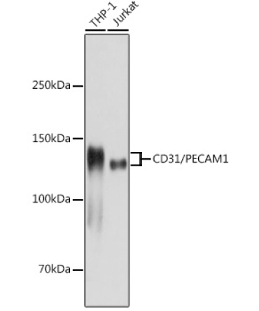 CD31/PECAM1 Rabbit Monoclonal Antibody