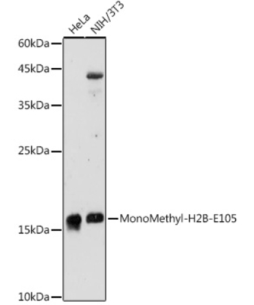 MonoMethyl-H2B-E105 Rabbit Polyclonal Antibody