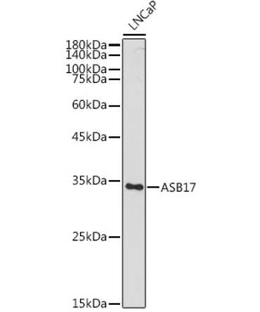 ASB17 Rabbit Polyclonal Antibody
