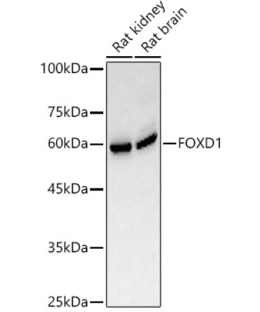 FOXD1 Rabbit Polyclonal Antibody