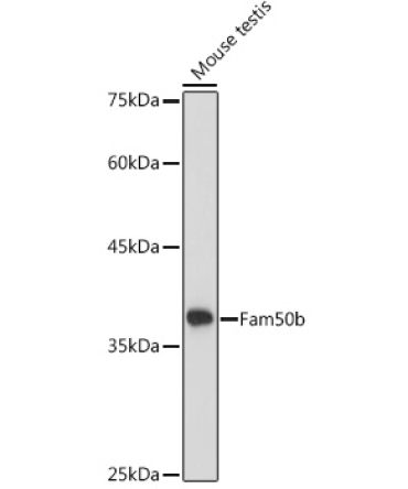 Fam50b Rabbit Polyclonal Antibody