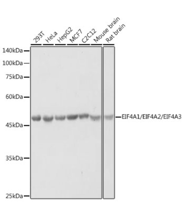 eIF4A Rabbit Polyclonal Antibody