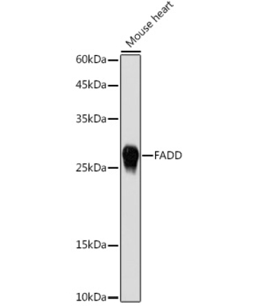 FADD Rabbit Polyclonal Antibody