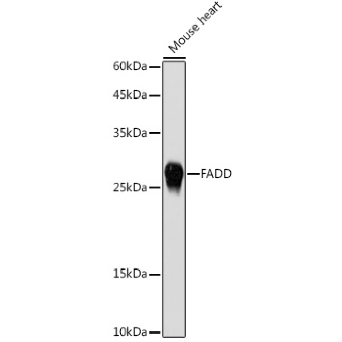FADD Rabbit Polyclonal Antibody