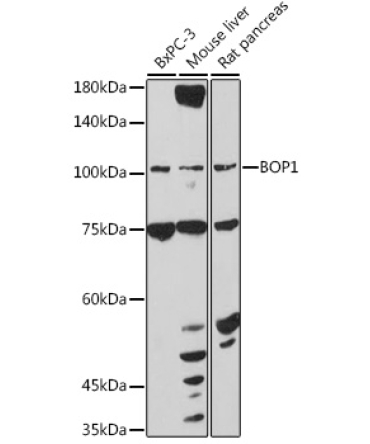 BOP1 Rabbit Polyclonal Antibody