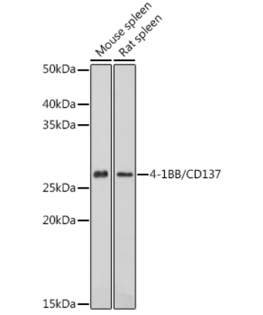 4-1BB/CD137 Rabbit Polyclonal Antibody