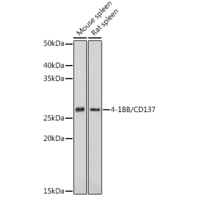 4-1BB/CD137 Rabbit Polyclonal Antibody