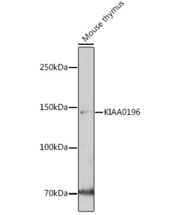 KIAA0196 Rabbit Polyclonal Antibody
