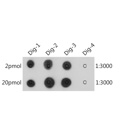 Digoxin Rabbit Monoclonal Antibody