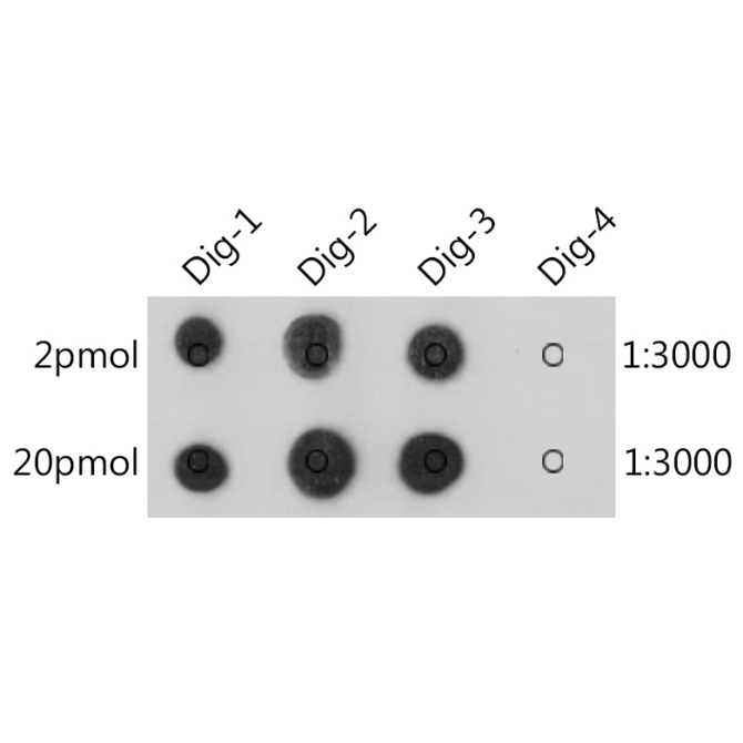 Digoxin Rabbit Monoclonal Antibody