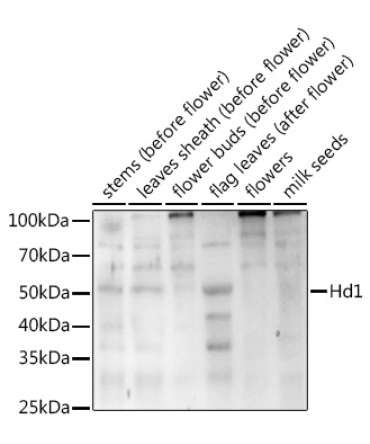 Hd1  Rabbit Polyclonal Antibody