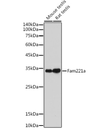 Fam221a Rabbit Polyclonal Antibody