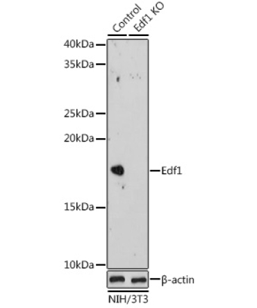 Edf1 Rabbit Polyclonal Antibody [KO Validated]