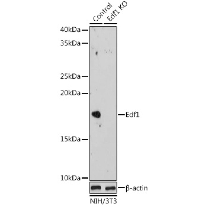 Edf1 Rabbit Polyclonal Antibody [KO Validated]