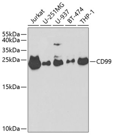 CD99 Rabbit Polyclonal Antibody