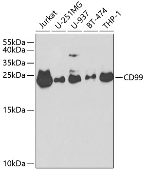 CD99 Rabbit Polyclonal Antibody