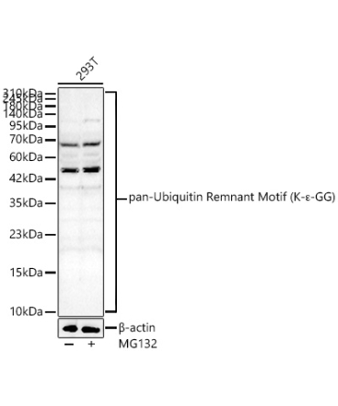 pan-Ubiquitin Remnant Motif (K-?-GG) Rabbit Polyclonal Antibody