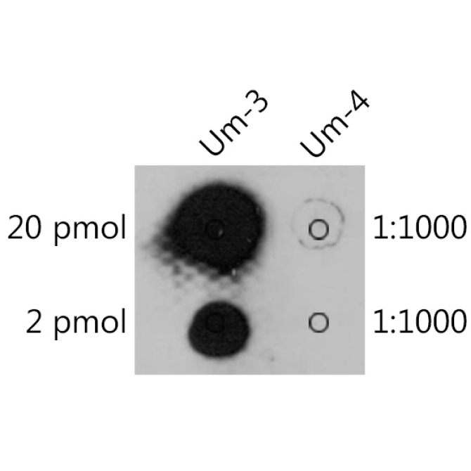 2'-O-methyluridine(Um) Rabbit Polyclonal Antibody