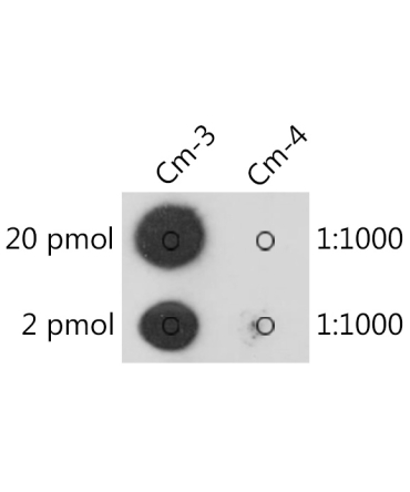 2'-O-methylcytidine/ Cm Rabbit Polyclonal Antibody