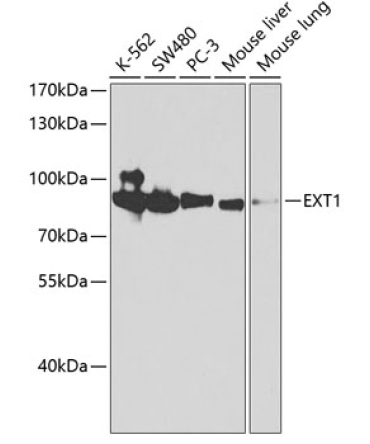 EXT1 Rabbit Polyclonal Antibody