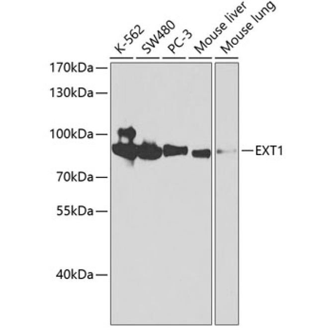 EXT1 Rabbit Polyclonal Antibody