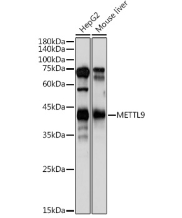 METTL9 Rabbit Polyclonal Antibody