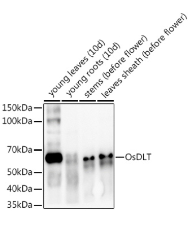 OsDLT Rabbit Polyclonal Antibody