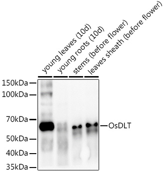 OsDLT Rabbit Polyclonal Antibody