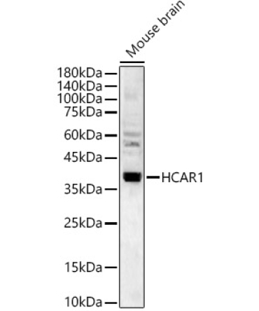 HCAR1 Rabbit Polyclonal Antibody