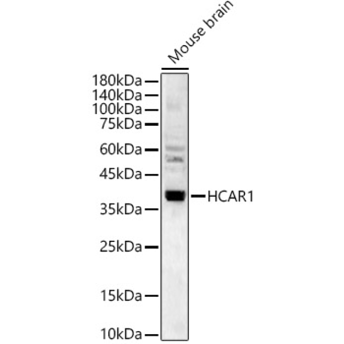 HCAR1 Rabbit Polyclonal Antibody