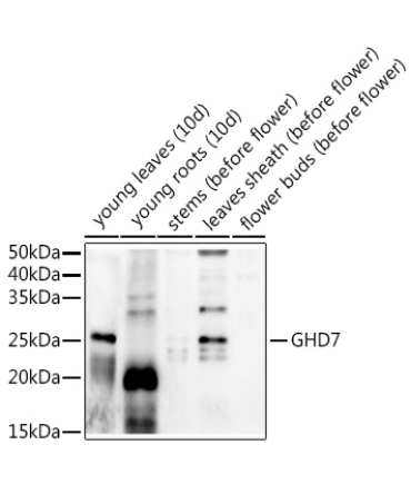 GHD7 Rabbit Polyclonal Antibody