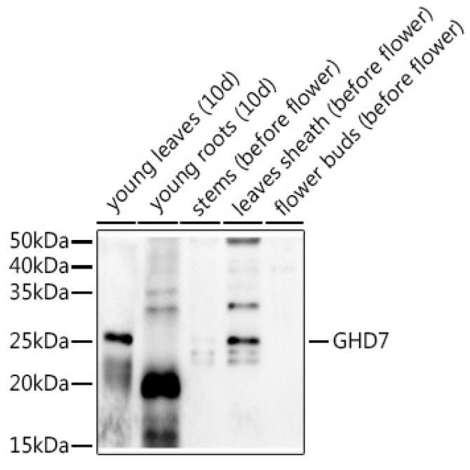 GHD7 Rabbit Polyclonal Antibody