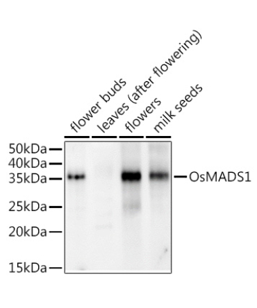 OsMADS1 Rabbit Polyclonal Antibody