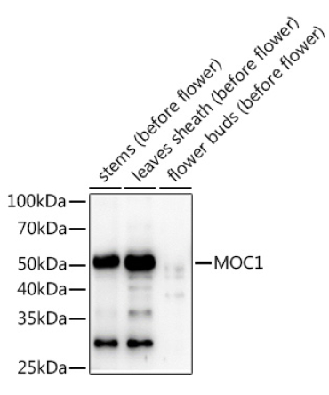 MOC1 Rabbit Polyclonal Antibody