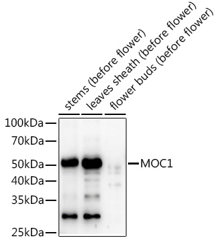 MOC1 Rabbit Polyclonal Antibody