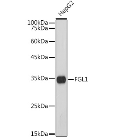 FGL1 Rabbit Monoclonal Antibody