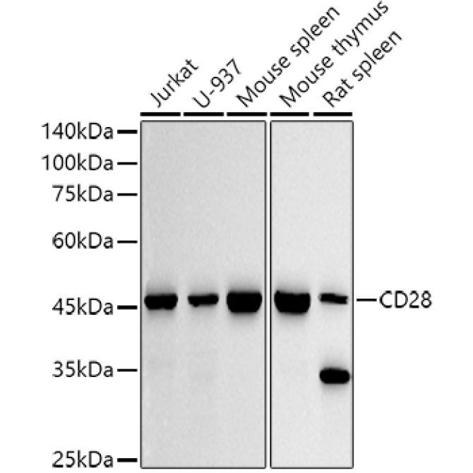 CD28 Rabbit Monoclonal Antibody