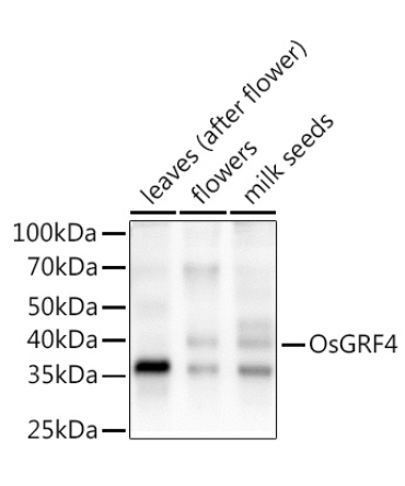 OsGRF4 Rabbit Polyclonal Antibody