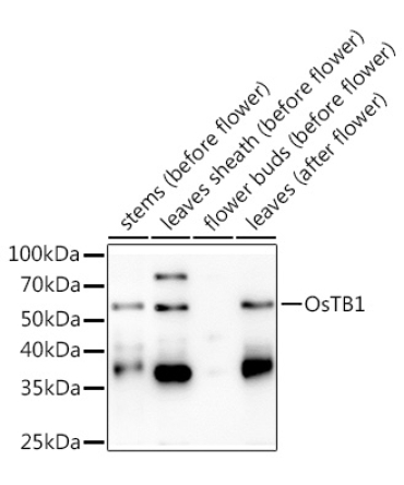 OsTB1 Rabbit Polyclonal Antibody