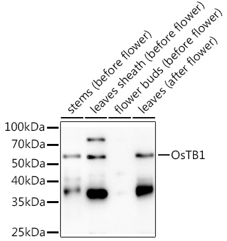 OsTB1 Rabbit Polyclonal Antibody