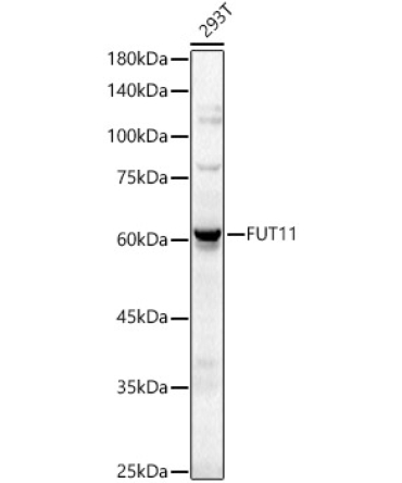 FUT11 Rabbit Polyclonal Antibody
