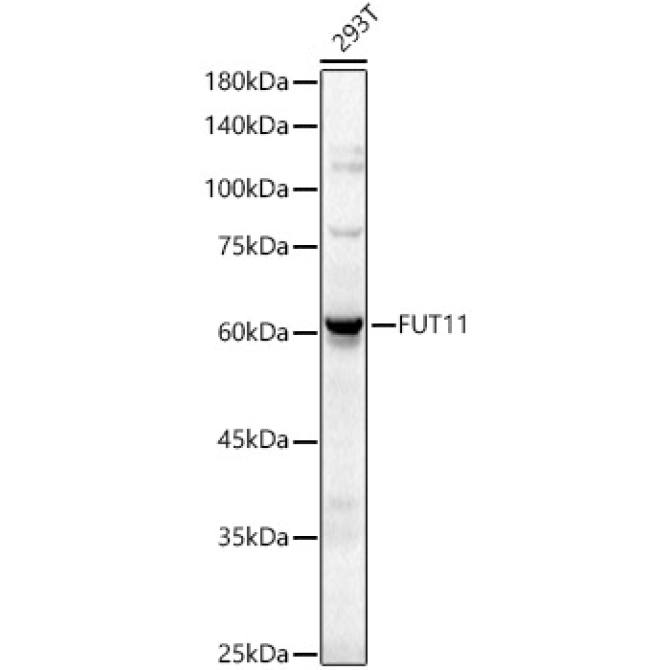 FUT11 Rabbit Polyclonal Antibody