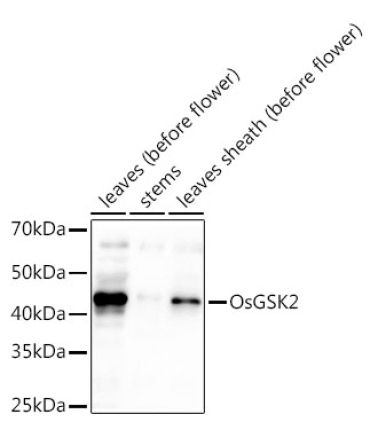 OsGSK2 Rabbit Polyclonal Antibody